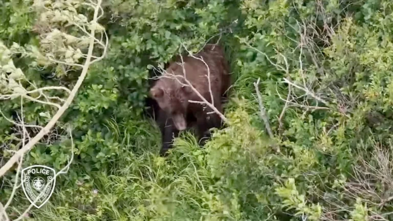 Gina Romero says Anchorage Alaska Hiking Bear Encounter injured hiker hospitalized - El-Balad.com