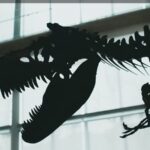 T-Rex Fossil "Gus" Breaks Auction Record, Sold for $50.1 Million - VOI.id