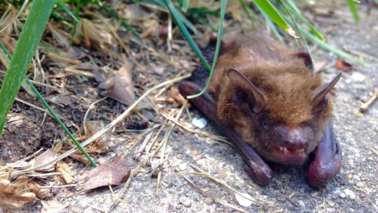 Rabid bat found in Seattle near the University of Washington - Public Health Insider