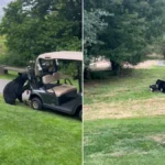 Bear Steals Golf Clubs at Golden Eagle Golf Club in Pitt Meadows, British Columbia - El-Balad.com