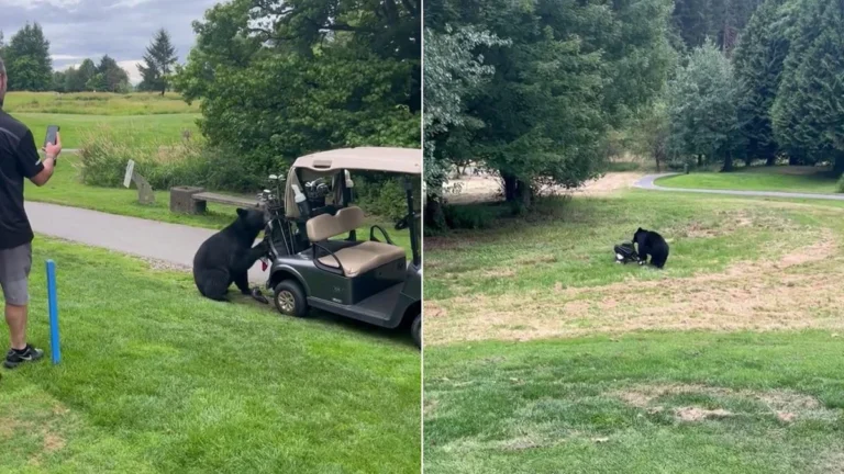 Bear Steals Golf Clubs at Golden Eagle Golf Club in Pitt Meadows, British Columbia - El-Balad.com