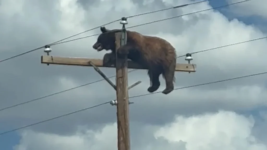 Robin Dawson Reports Bear Stranded On A Utility Pole in Union County - El-Balad.com