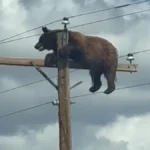 Robin Dawson Reports Bear Stranded On A Utility Pole in Union County - El-Balad.com