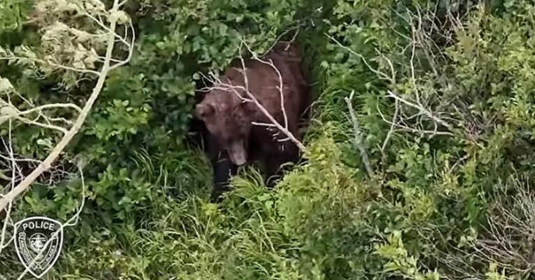 Woman attacked by brown bear while hiking with friend and 3 dogs near Alaska state park - FOX 2 Detroit