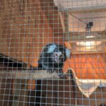 Caged monkey hidden in laundry bag found abandoned on London bus - London Evening Standard