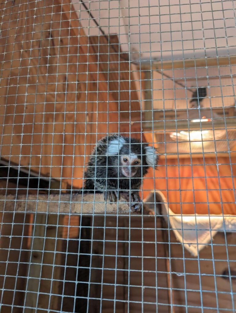 Caged monkey hidden in laundry bag found abandoned on London bus - London Evening Standard