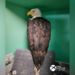Big Bear bald eagle Jackie still in critical condition while recovering after fight with other eagles - CBS News