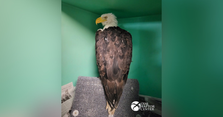 Big Bear bald eagle Jackie still in critical condition while recovering after fight with other eagles - CBS News