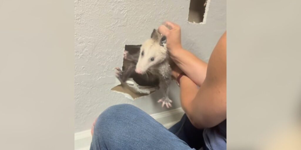 Woman Hears Scratching Behind The Walls — And Realizes An Entire Family Is Trapped - The Dodo