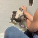 Woman Hears Scratching Behind The Walls — And Realizes An Entire Family Is Trapped - The Dodo
