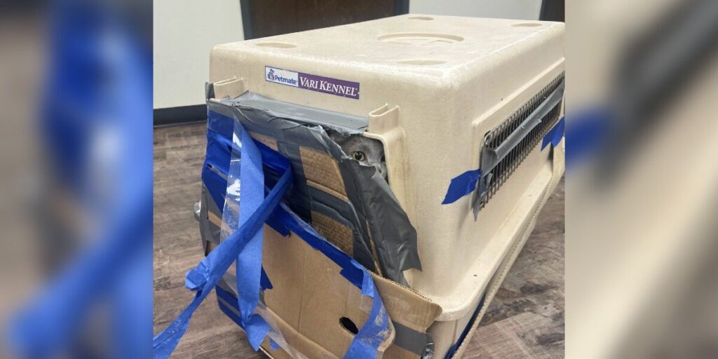 Home Depot Shoppers Find A Kennel Bursting At The Seams With 15 Lives Inside - The Dodo