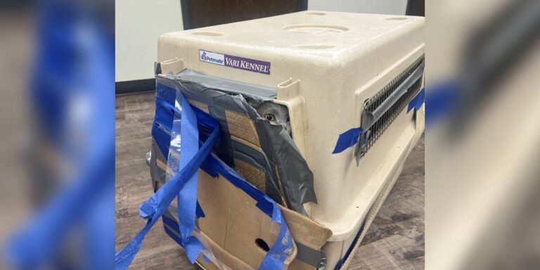 Home Depot Shoppers Find A Kennel Bursting At The Seams With 15 Lives Inside - The Dodo