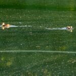 South Korea Opens Four Nakdong Weirs to Reverse Its Own Toxic Bloom Crisis - Tech Times