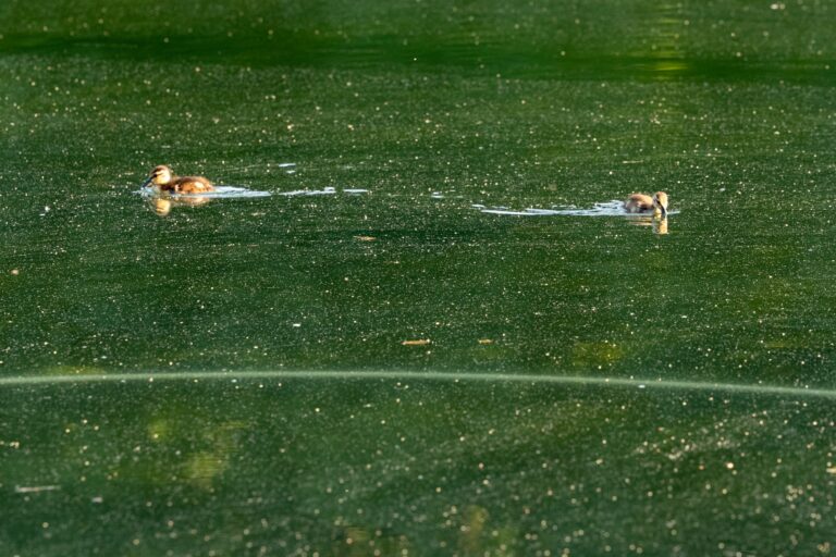 South Korea Opens Four Nakdong Weirs to Reverse Its Own Toxic Bloom Crisis - Tech Times