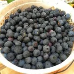 Publix expands Fda Publix Berry Recall after 12 illnesses - El-Balad.com