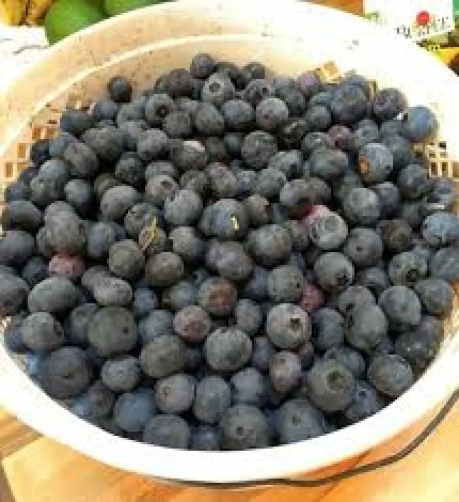 Publix expands Fda Publix Berry Recall after 12 illnesses - El-Balad.com