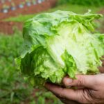 Taylor Farms pulls iceberg lettuce linked to cyclosporiasis outbreak - CBS News