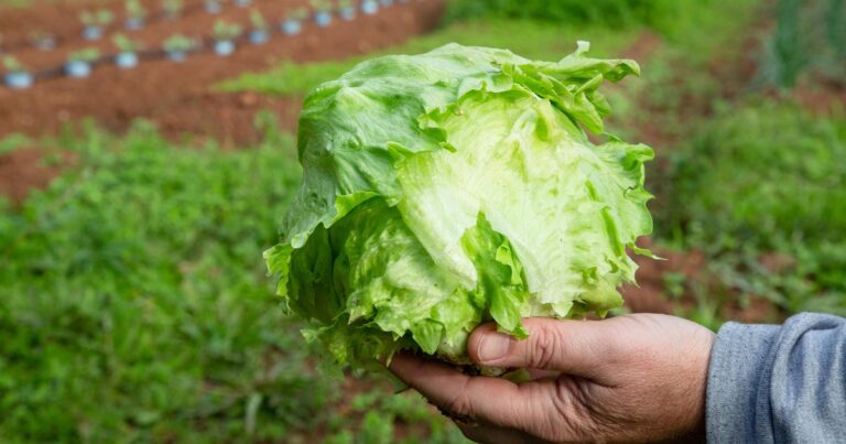 Taylor Farms pulls iceberg lettuce linked to cyclosporiasis outbreak - CBS News