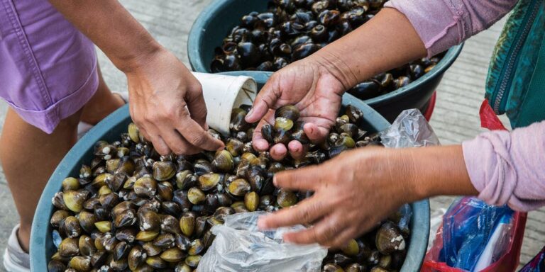 Popular $7 billion tiny, seafood delicacy is rapidly transforming into a new invasive species along the coast - FOX Weather