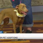 Furry Friends Friday: Lucy - WIS News 10