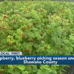 Blueberry, raspberry picking underway at area farms - WSAW