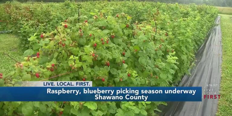Blueberry, raspberry picking underway at area farms - WSAW