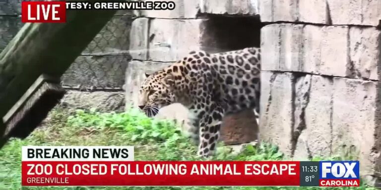 City: Greenville Zoo’s leopard tranquilized, returned after escaping exhibit - Live 5 News