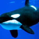 Orcas spotted ramming into giant fish carcasses and watching them explode for fun - The Independent