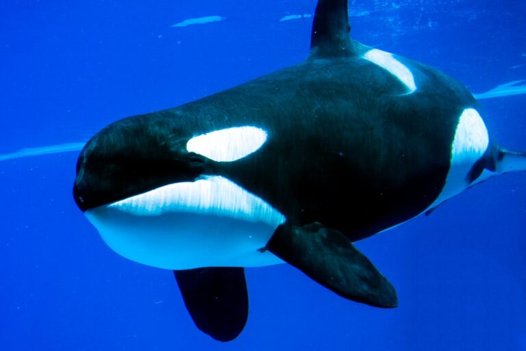 Orcas spotted ramming into giant fish carcasses and watching them explode for fun - The Independent