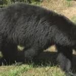 One black bear euthanized after Swan Valley home break-in — Idaho Bear Home Break-in - El-Balad.com
