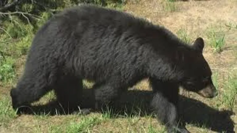 One black bear euthanized after Swan Valley home break-in — Idaho Bear Home Break-in - El-Balad.com