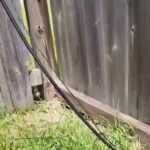 Disappearing Act: After failed calls, Houston woman calls 2 Helps You and gets backyard nuisance removed days later - Click2Houston