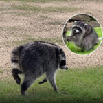 The Internet’s New Obsession Is a Round Raccoon Named Jimothy - relevantmagazine.com