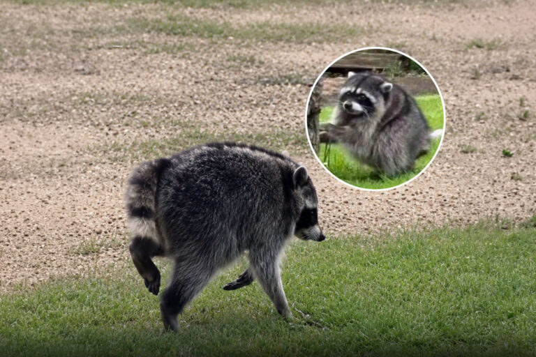The Internet’s New Obsession Is a Round Raccoon Named Jimothy - relevantmagazine.com