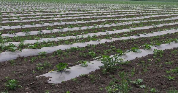16th Sunday in Ordinary Time: Weeds, wheat and God's patience - Global Sisters Report