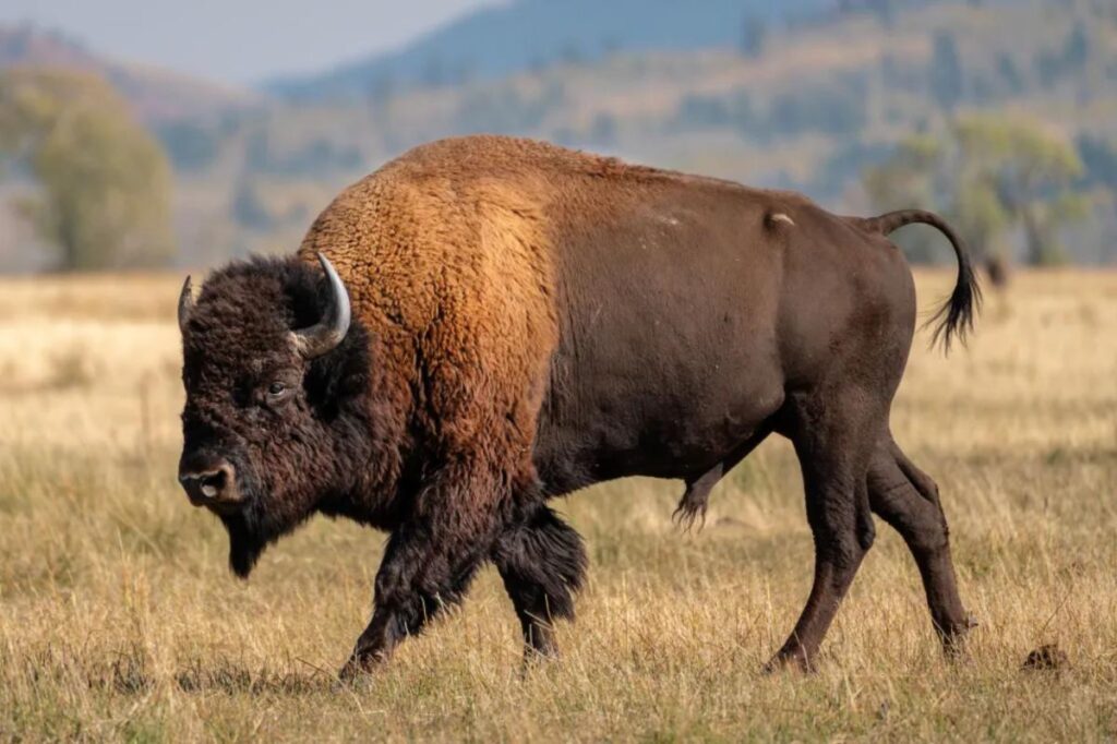 Massive bull bison tosses Yellowstone tourist into the air like a ragdoll in shocking attack - New York Post