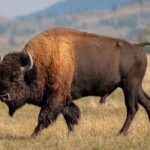 Massive bull bison tosses Yellowstone tourist into the air like a ragdoll in shocking attack - New York Post