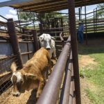 As screwworm spread continues, U.S. resumes cattle imports from Mexico - San Antonio Express-News