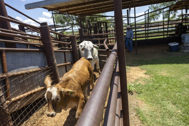 As screwworm spread continues, U.S. resumes cattle imports from Mexico - San Antonio Express-News
