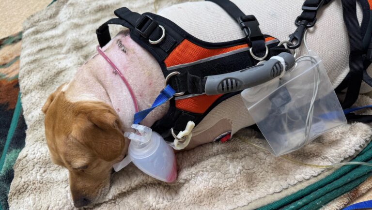 Connecticut dog survives bear attack, now expected to make full recovery - CT Insider