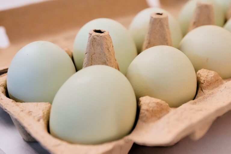 Salmonella outbreak tied to eggs has sickened 98 people since November - San Antonio Express-News