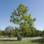 In 1971, Apollo 14 astronaut Stuart Roosa carried hundreds of tree seeds around the Moon in his personal kit, and the ordinary-looking seedlings that came home were planted in courthouses, schools and parks where many grew for decades with their flight hi - ScienceBlog.com