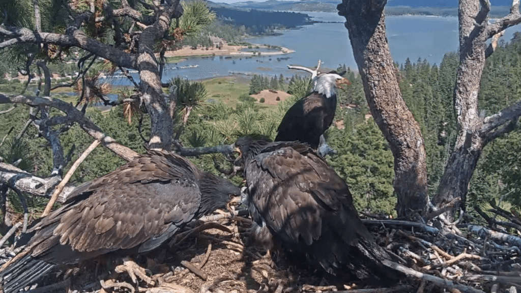 Luna the eagle chases off nest intruder, as mom Jackie recovers - Popular Science