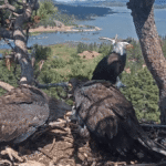 Luna the eagle chases off nest intruder, as mom Jackie recovers - Popular Science