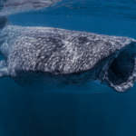 Massive whale shark just spotted in Florida - Popular Science