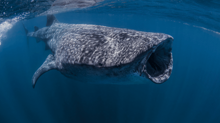 Massive whale shark just spotted in Florida - Popular Science