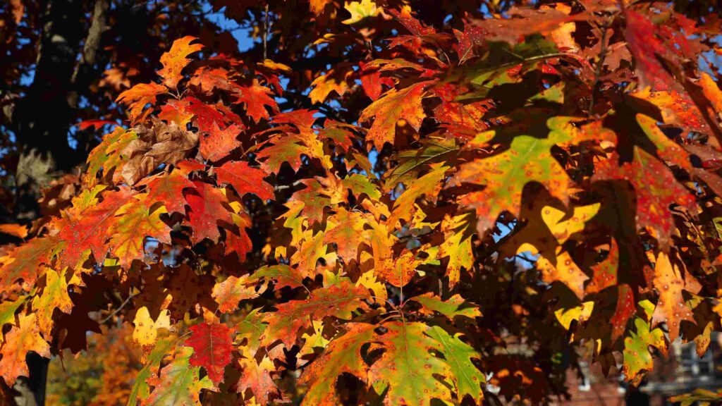 Check out the 2026 Old Farmer's Almanac fall forecast - Democrat and Chronicle