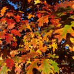 Check out the 2026 Old Farmer's Almanac fall forecast - Democrat and Chronicle