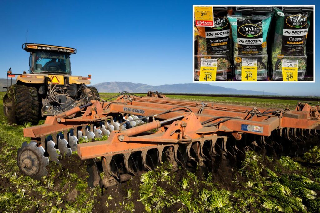 California farmers destroy perfect lettuce crops amid outbreak of explosive diarrhea parasite - New York Post