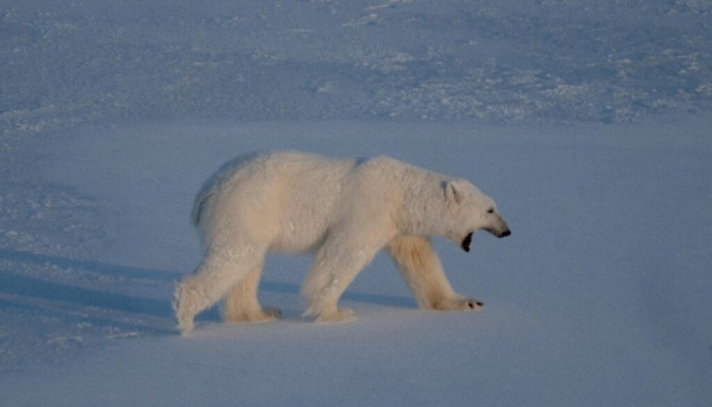Boat operator fined over $5,000 for waking sleeping polar bear with foghorn - The News International
